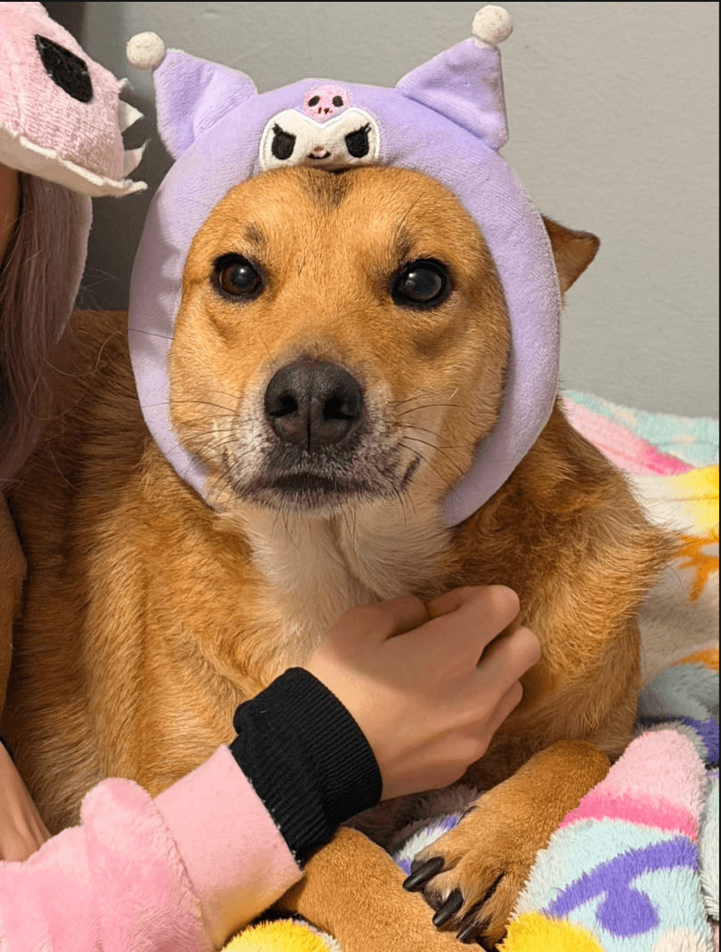 caramela, a cadela da família unycore, com touca da kuromi